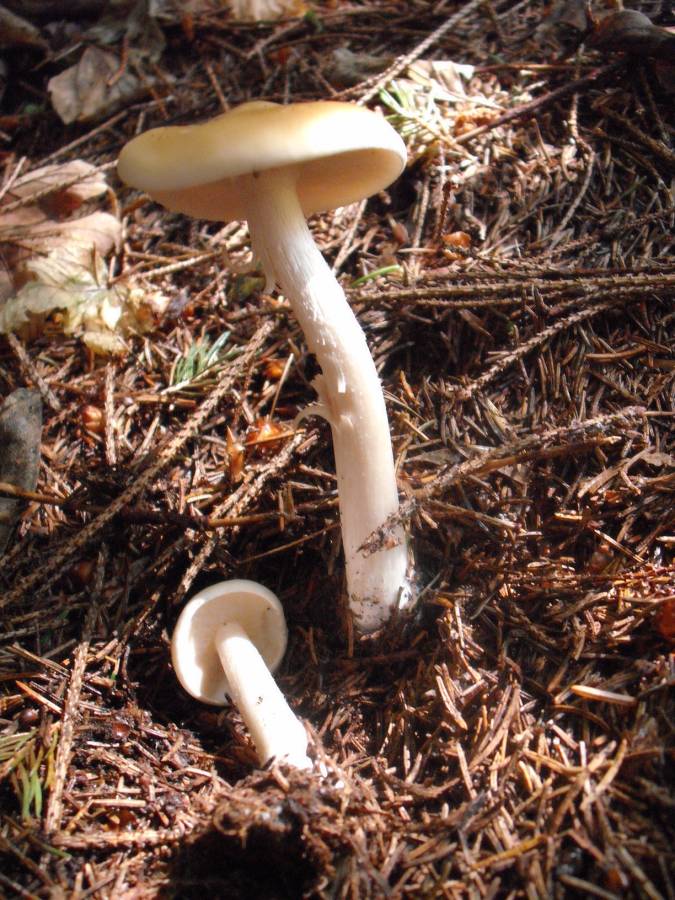 Due funghi da determinare (Gomphidius sp.+ Melanoleuca sp.)